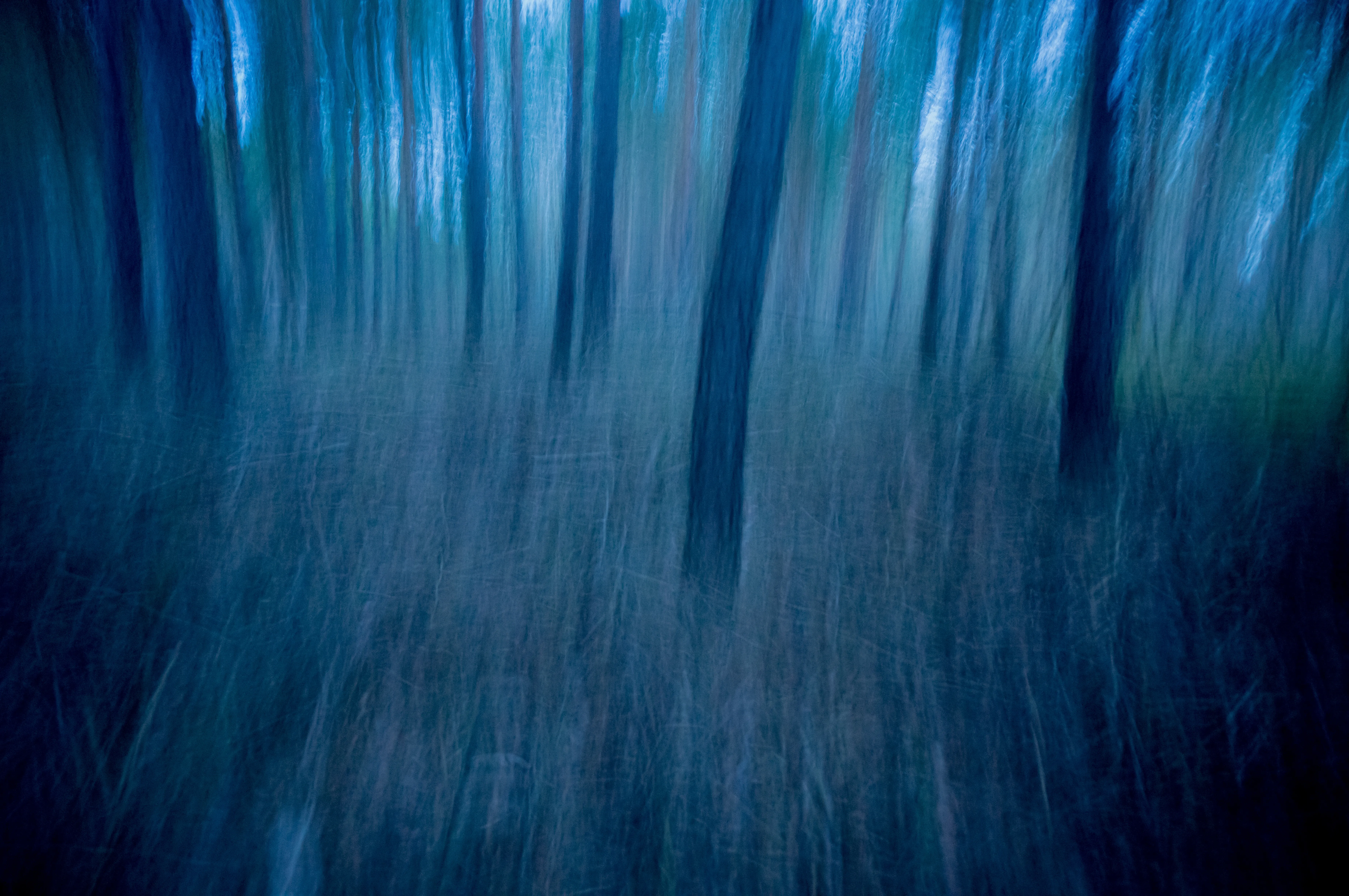 Bäume in der blauen Stunde