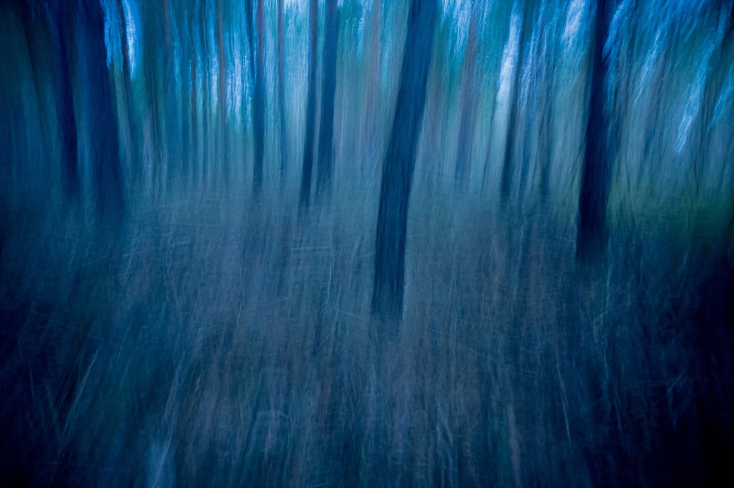 Bäume in der blauen Stunde