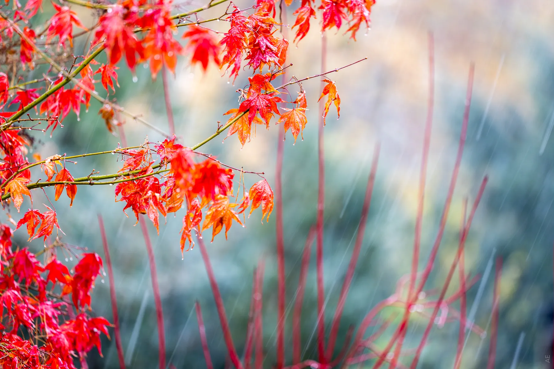 roter Ahorn im Schneeregen